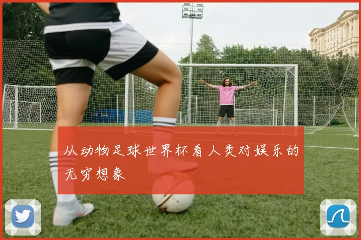 从动物足球世界杯看人类对娱乐的无穷想象